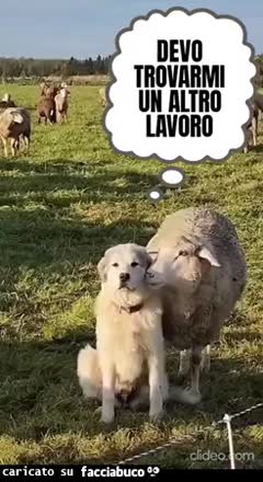 Devo trovarmi un altro lavoro cane pecora