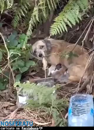 Salvataggio mamma con i suoi cuccioli