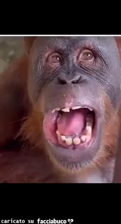 Scimmia chewing gum gomma da masticare