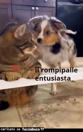 Gif Animata