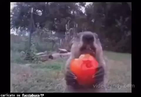 Gif Animata