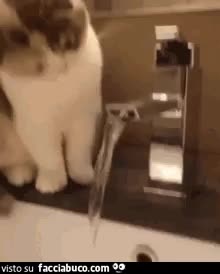 gif animata