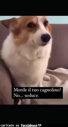 Morde il tuo cagnolino no seduce