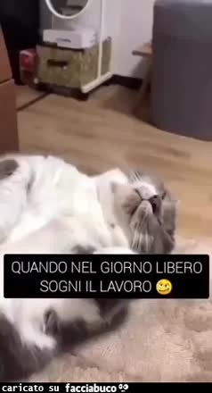 Quando nel giorno libero sogni il lavoro gatto