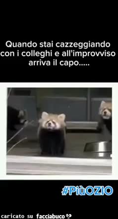 Quando stai cazzeggiando con i colleghi e all'improvviso arriva il capo procioni