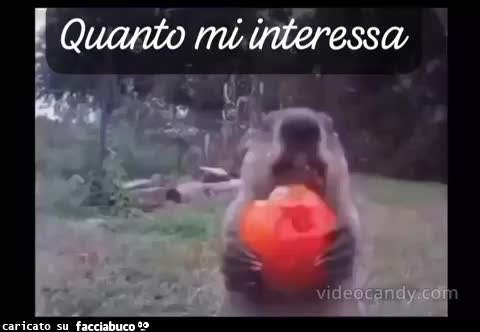 gif animata