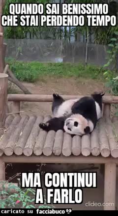 Quando sai benissimo che stai perdendo tempo ma continui a farlo panda