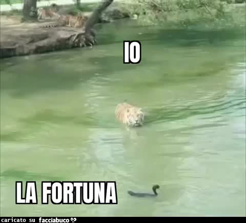 Tigre anatra fortuna