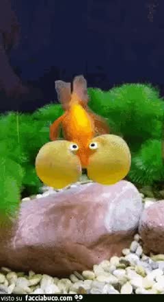 gif animata